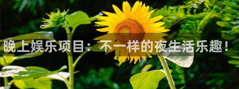摩根娱乐